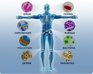 immune-body